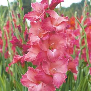 [在庫処分セール] 春植え球根 グラジオラス インディアンサマー