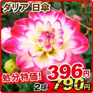 [在庫処分セール] 春植え球根 ダリア 日傘 (中小輪) 1球