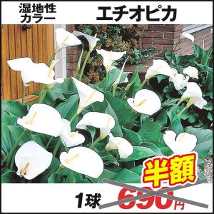 [在庫処分セール] 春植え球根 湿地性カラー エチオピカ