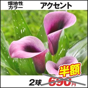 [在庫処分セール] 春植え球根 畑地性カラー アクセント