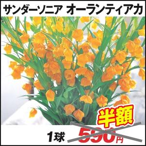 [在庫処分セール] 春植え球根 サンダーソニア オーランティアカ 1球