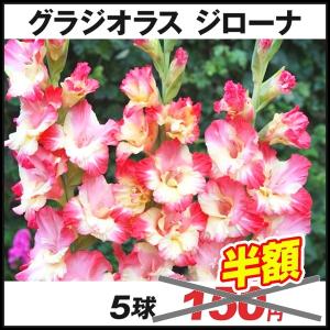 [在庫処分セール] 春植え球根 グラジオラス ジローナ