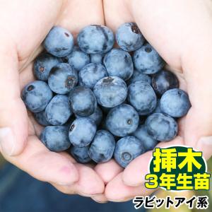 国華園 果樹苗 ラビットアイ系 ブルーベリー ブライトブルー 挿木3年生