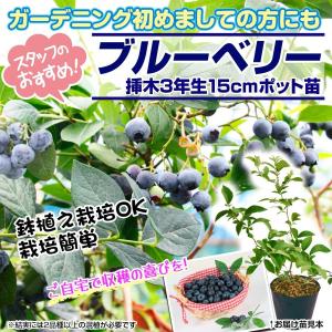 国華園 果樹苗 挿木3年生ブルーベリーCセット...の詳細画像1