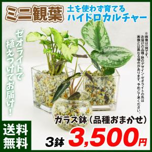 花と緑 国華園 観葉植物 植物 苗 球根 Yahoo ショッピング