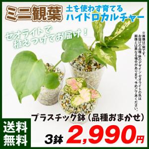 花と緑 国華園 観葉植物 植物 苗 球根 Yahoo ショッピング