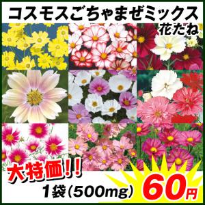 コスモス 種 たね 大 コスモスごちゃまぜミックス 1袋(500mg)