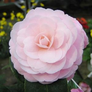 国華園 花木 ツバキ 銘花 乙女 1株