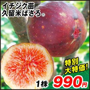 イチジク 苗木 苗 久留米ばさろR 1株 [限定] / 無花果 イチジクの木