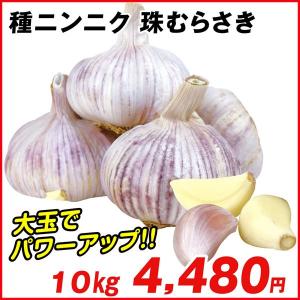 ニンニク 種球 紫ニンニク 珠むらさき(中国産) 10kg  [限定]