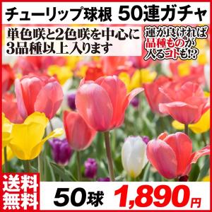 チューリップ 球根 50連ガチャ 50球 送料無料 [限定特価] チューリップの球根