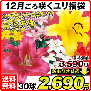 ユリ 球根 12月咲ユリ 訳あり 最終特価福袋(品種見計らい・名称付) 30球 送料無料