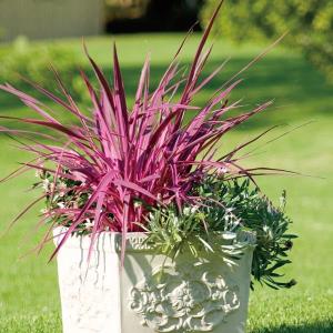 コルジリネ チャーリーボーイ エレクトリックピンク 新品種 希少 人気