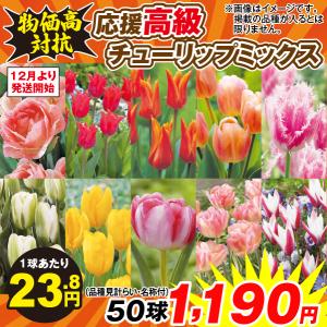 [特別企画]物価高対抗！応援高級チューリップ 50球ミックス(品種見計い・名称付き)