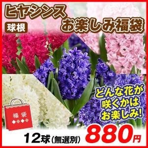 秋植え球根 ヒヤシンスお楽しみ福袋 (無選別) 12球