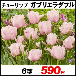 チューリップ 球根 ガブリエラダブル 6球 チューリップの球根