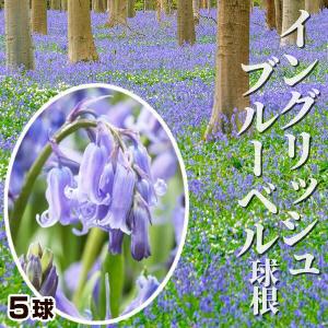 イングリッシュブルーベル 球根 5球 ヒアシンソイデス / シラー 秋植え球根 メール便配送