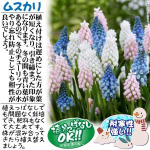 国華園 ムスカリ 球根 ダブルビューティ 5球...の詳細画像2