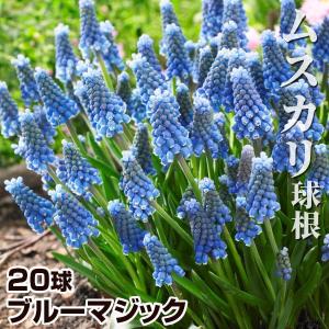 ムスカリ ブルーマジック 20球 球根 秋植え球根