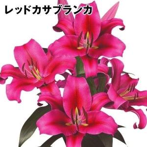 国華園 ユリ 球根 花ユリ オリエンタルリリー 大球 レッドカサブランカ（パラッツォ） 12球 百合球根 ユリの球根