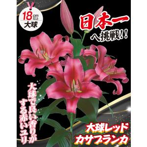 国華園 ユリ 球根 花ユリ オリエンタルリリー...の詳細画像1