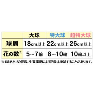 国華園 ユリ 球根 花ユリ オリエンタルリリー...の詳細画像4