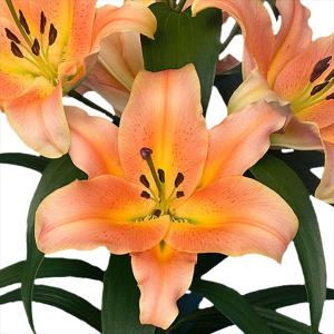 ユリ アプリコットカサブランカ 球根 大球アプリコットカサブランカ（ゼルミラ）