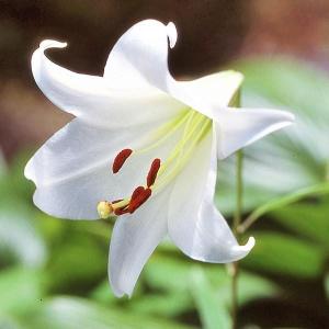 ユリ 球根 トランペットリリー リーガル 15球 ユリの球根 百合 : 花と