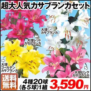 ユリ 球根 超大人気大球カサブランカセット4種20球 (各5球)