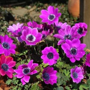 国華園 [メール便配送] 秋植え球根 アネモネ ...の商品画像