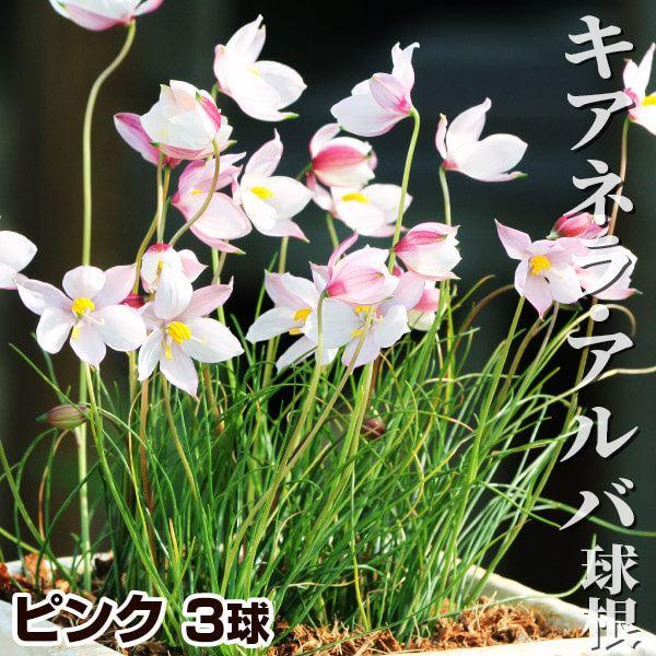 キアネラ アルバ 球根 ピンク 3球 キアネラアルバの球根 秋植え球根 [メール便配送]