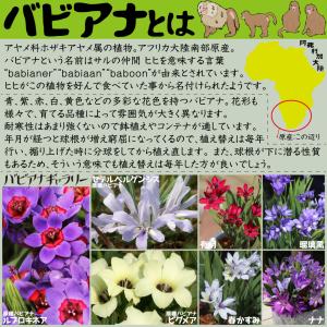 国華園 [メール便配送] 秋植え球根 バビアナ...の詳細画像1