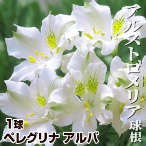 アルストロメリア 種の商品一覧 通販 Yahoo ショッピング