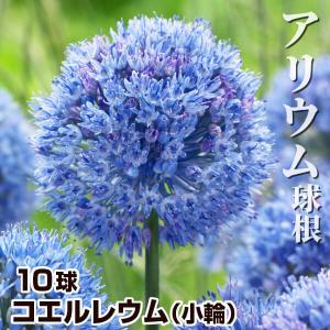 アリウム 球根 コエルレウム (小輪) 10球 カエルレウム アリウムの球根 アリウムの花 秋植え球根