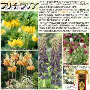 国華園 フリチラリア 球根 ルテア 1球 フリ...の詳細画像1