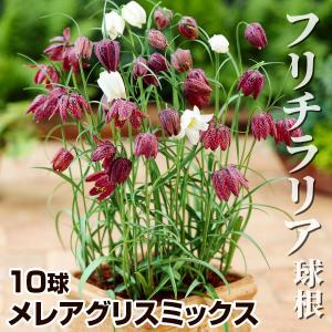 国華園 フリチラリア 球根 メレアグリスミックス 10球 フリチラリアの球根 秋植え球根