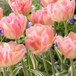 チューリップ 球根 ハッピーアップスター 6球