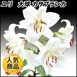 花ユリ 球根 大球カサブランカ 15球