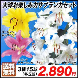 花ユリ 球根 大球お楽しみカサブランカセット 3種15球(各5球) 送料無料