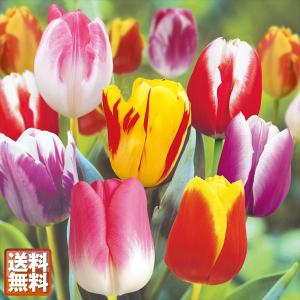 チューリップ 球根 チューリップ2色咲ミックス 無選別