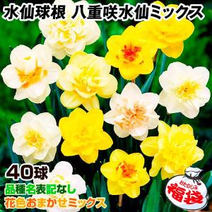 水仙 ラッパ咲き 黄花 球根 （2球入） （植え付け時期9月中旬〜12月