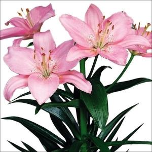 国華園 すかしユリ 球根 桃花 20球 百合球根 ユリの球根