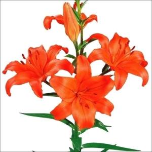 国華園 すかしユリ 球根 橙花 20球 百合球根 ユリの球根