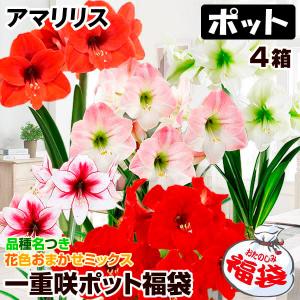 国華園 アマリリス 球根のみ 一重咲球根福袋 4球 (品種見計らい・名称