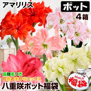 ボヘミア 500PKカット フラワーベース 25.5cm 80006-PK-255 : 青山ロゼ