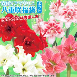 国華園 アマリリス ポット植え 八重咲ポット福...の詳細画像1
