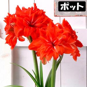 アマリリス 球根のみ 一重咲 ミネルバ 1球 アマリリスの球根 : 花と緑