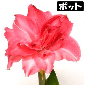 国華園 アマリリス ポット植え 八重咲 キャンデ...の商品画像