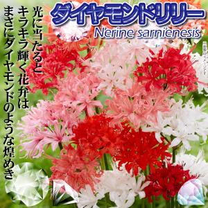 国華園 夏植え球根 ダイヤモンドリリーミックス...の詳細画像1