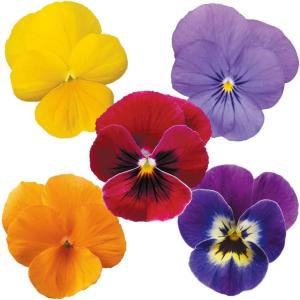 プラグ花苗 パンジーいろいろミックス 1トレー (70本入・花色無